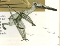 6 c - Representation d'un pterosaure marchant